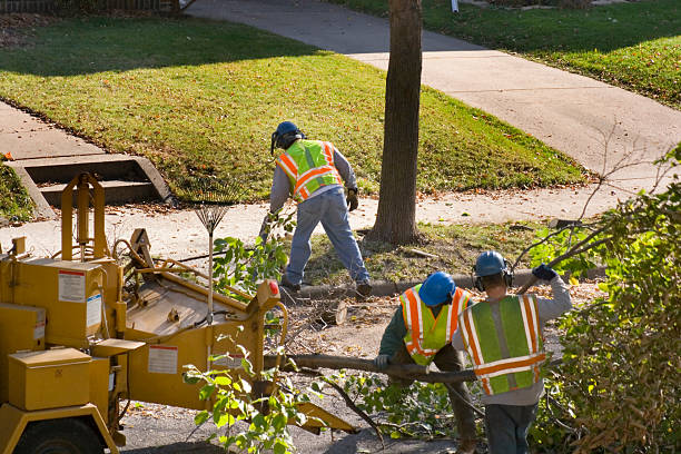 Reliable Vandenberg Village, CA Tree Removal and Landscaping Services Solutions